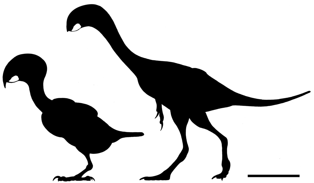 تکامل پرندگان طوطی
