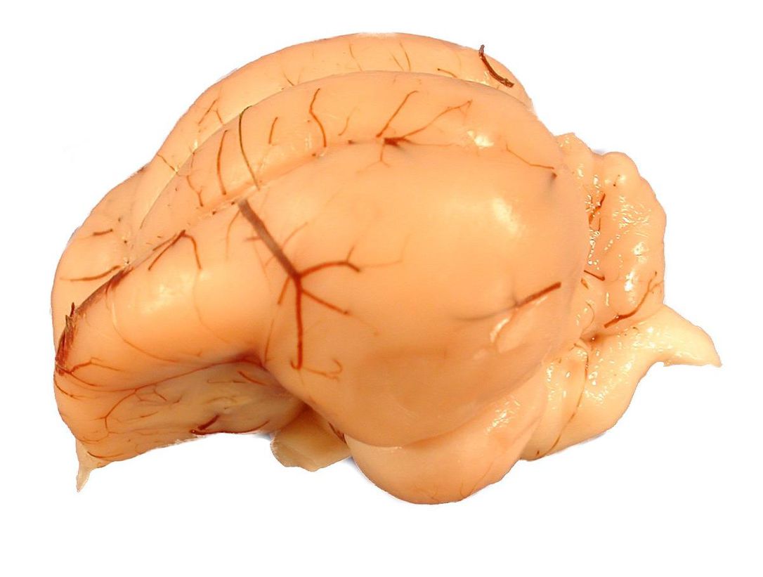 مغز طوطی