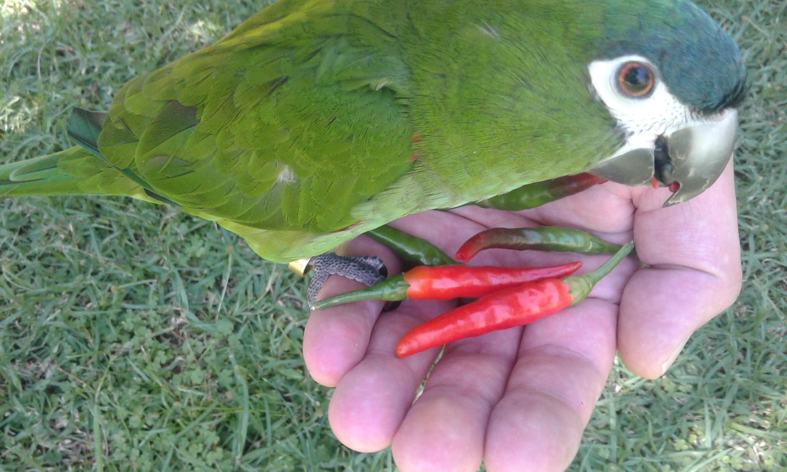 pepper-parrot