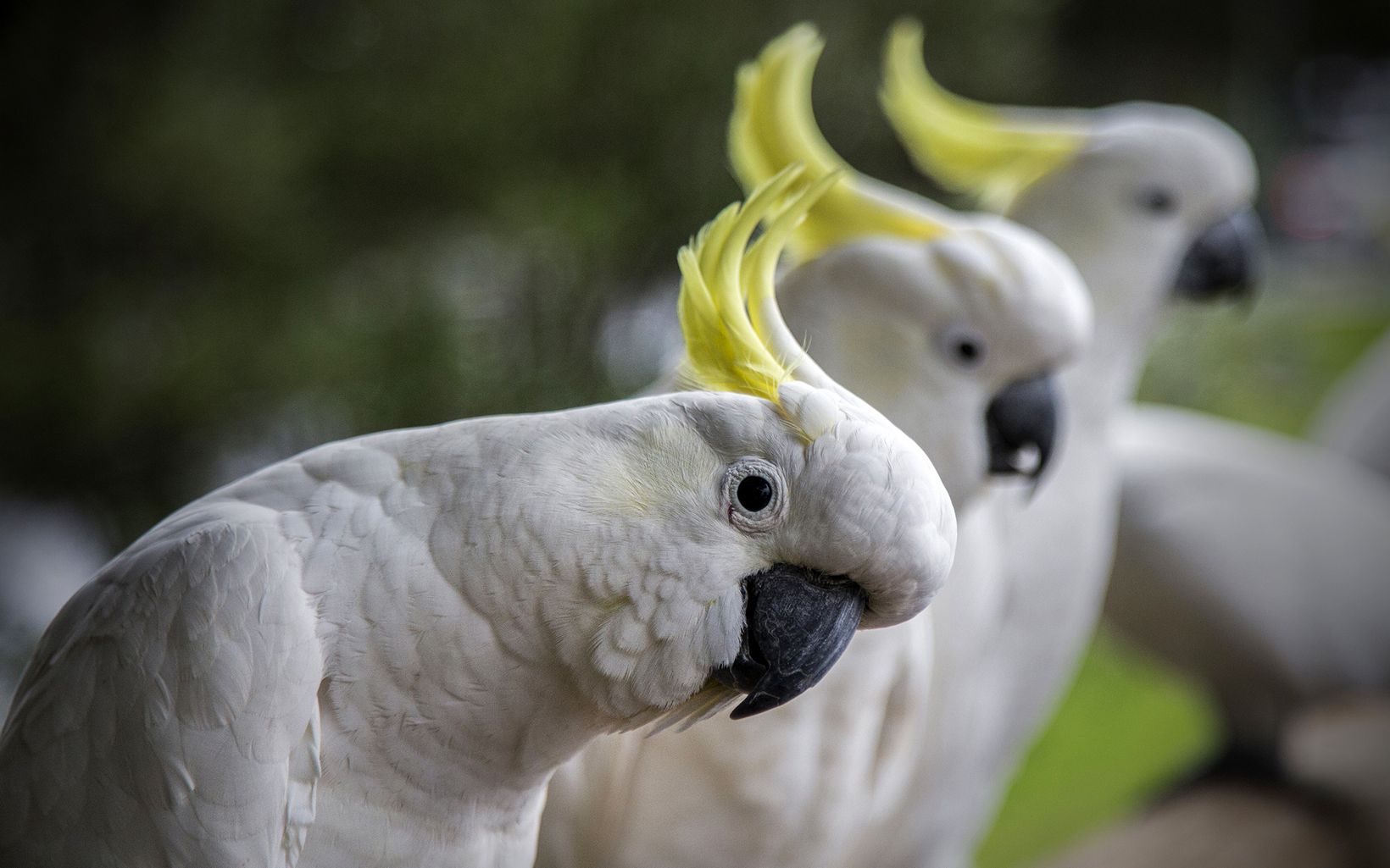 سولفور کرست کاکادو Sulphur-crested Cockatoo