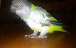 feather picking parrot