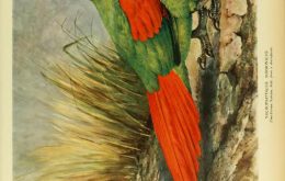 African Rodrigues Parrot