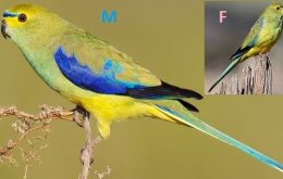 Blue-banded Grass Parakeet