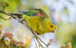 Indigo-winged Parrot