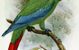 Jamaican green-and-yellow macaw