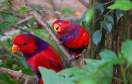 Violet-necked Lory