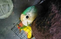 Infection-eye-parrot
