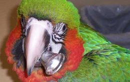 Poisoning parrot